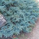 Juniperus horizontalis आदत