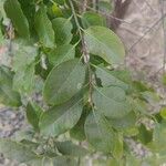 Santalum album Leaf