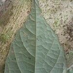 Duboscia macrocarpa Leaf