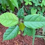 Alchornea latifolia Leaf