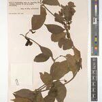 Thunbergia liebrechtsiana Other