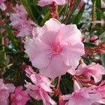 Nerium oleander Flower