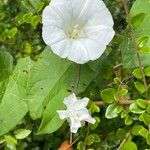 Calystegia sepium Blüte