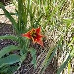 Tulipa agenensis Цвят