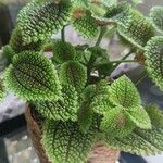 Pilea mollis Hoja