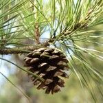 Pinus rigida फल