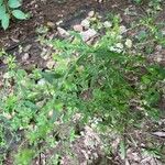 Symphyotrichum lateriflorum Leaf