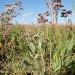 Atriplex pedunculata 整株植物