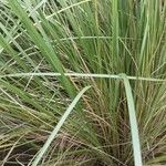 Eragrostis curvula ഇല