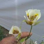 Calochortus gunnisonii Λουλούδι