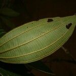 Miconia tschudyoides 葉