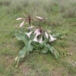 Crinum macowanii Hábitos