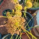 Cyperus haspan Folla