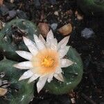 Turbinicarpus schmiedickeanus Квітка