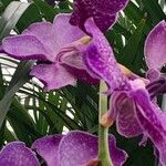 Vanda coerulescens Cvet