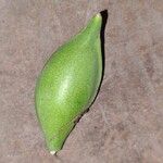 Terminalia catappa Fruit