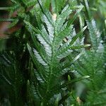 Selaginella versicolor