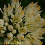 Allium subvillosum Kukka