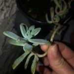 Graptopetalum paraguayenseLeaf