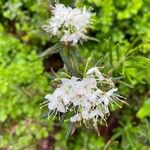 Rhododendron groenlandicum Flower