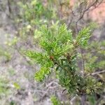 Vaccinium madagascariense Leaf