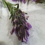 Thymbra spicata Virág