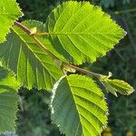 Alnus alnobetula Leaf