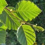 Alnus alnobetula Liść
