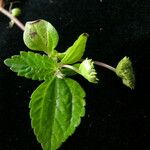 Lecanthus peduncularis Хабит