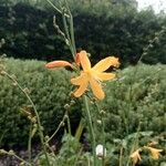 Crocosmia aurea Λουλούδι