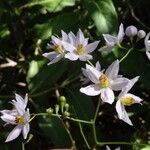 Solanum seaforthianum Çiçek