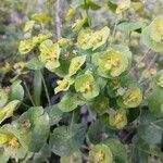 Euphorbia amygdaloides Fleur