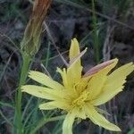 Scorzonera humilis Λουλούδι