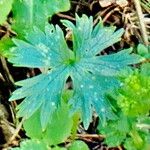 Ranunculus montanus Lapas