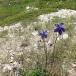 Aquilegia bertolonii Habit