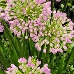 Allium angulosum Цветок