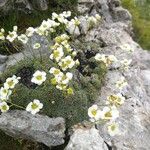 Saxifraga squarrosa Floare