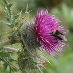 Cirsium andrewsii