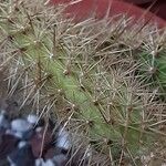 Bergerocactus emoryi Hoja