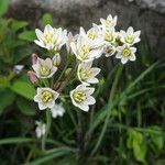 Nothoscordum gracile 花