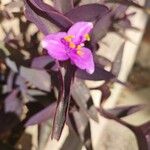 Tradescantia pallidaCvet