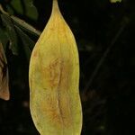 Lonchocarpus felipei