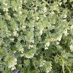 Vicia pannonica Flower