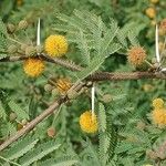 Huizache  vachellia farnesianaᱥᱟᱠᱟᱢ