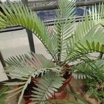 Encephalartos lehmannii Hoja