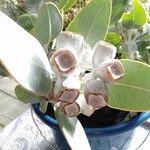 Eucalyptus × tetragona