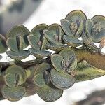 Bryophyllum × houghtonii
