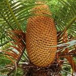 Cycas pectinata Flor