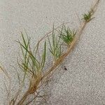 Agrostis canina 整株植物