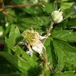 Rubus nemoralis Плод